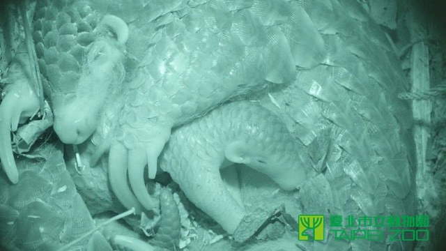 Shangrala's Taipei Zoo Pangolin Baby