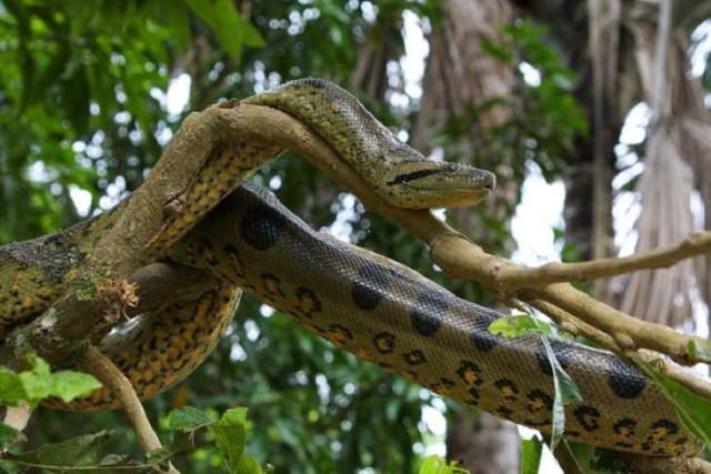 Shangrala's Amazon Rainforest