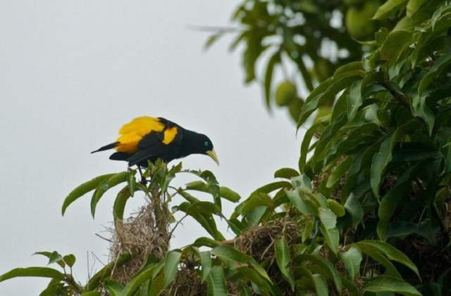 Shangrala's Amazon Rainforest