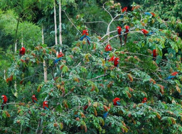 Shangrala's Amazon Rainforest