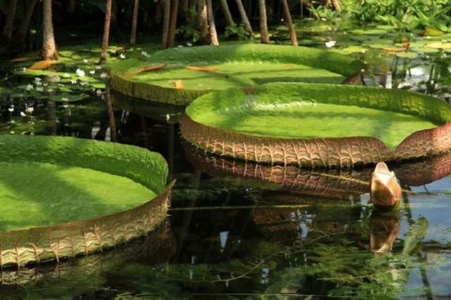 Shangrala's Amazon Rainforest