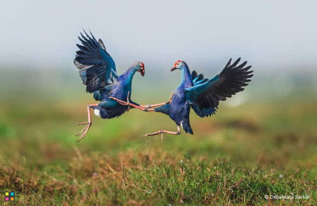 Shangrala's Dramatic Wildlife Photos