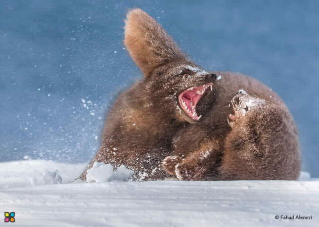 Shangrala's Dramatic Wildlife Photos