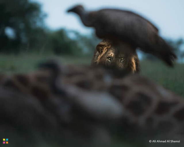 Shangrala's Dramatic Wildlife Photos