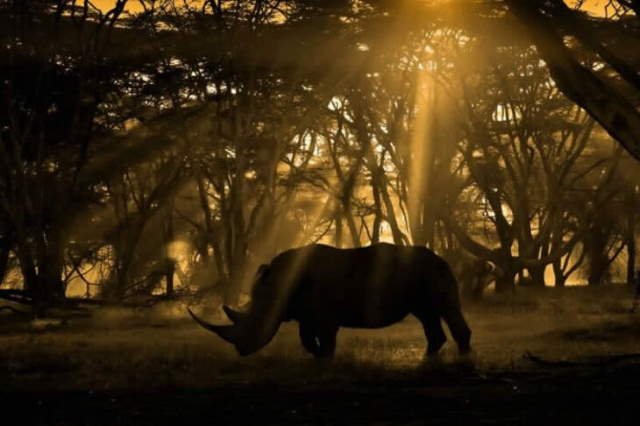 Shangrala's Dramatic Wildlife Photos