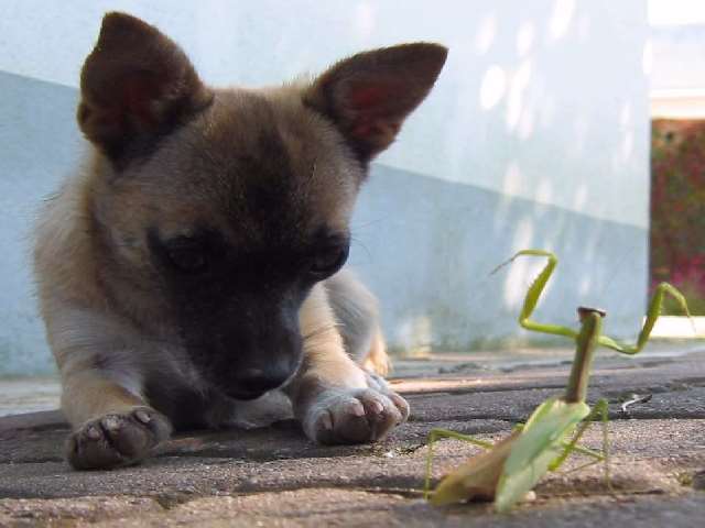 Shangrala's Aww Animals