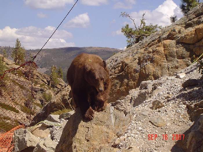 Shangrala's Bear Rescue