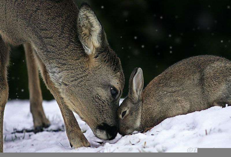 Shangrala's Bambi with Thumper