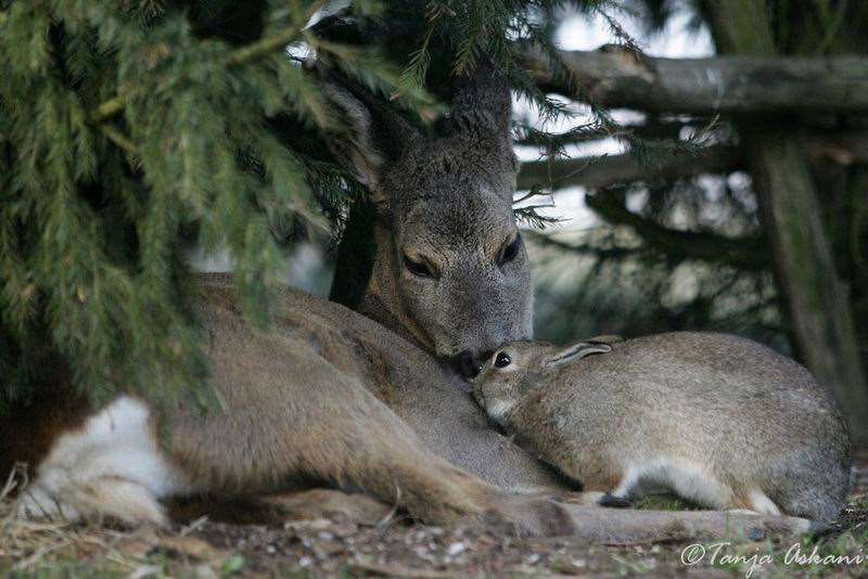 Shangrala's Bambi with Thumper