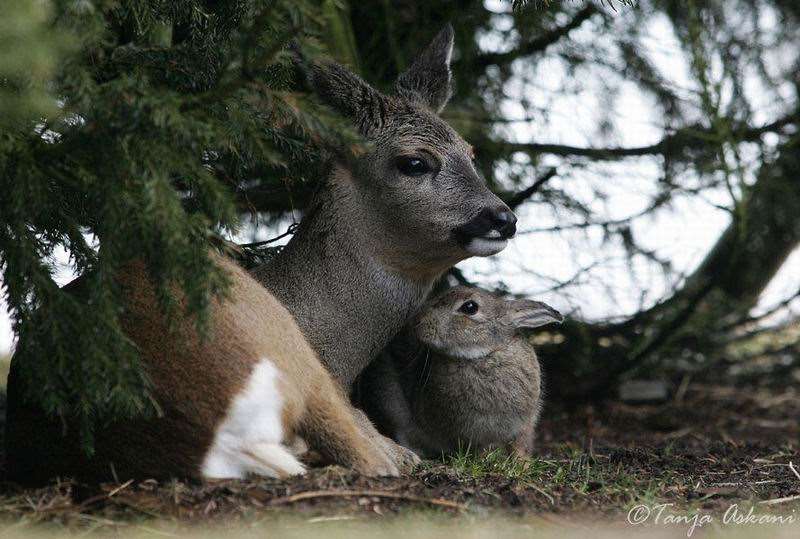 Shangrala's Bambi with Thumper