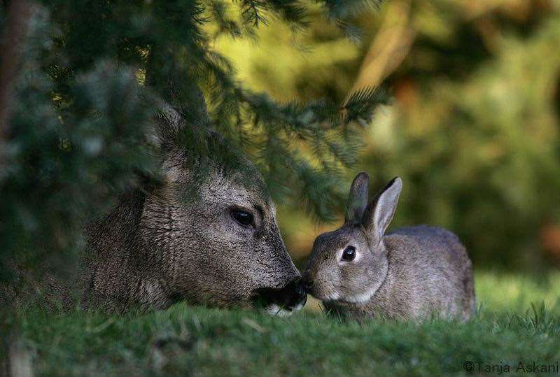 Shangrala's Bambi with Thumper