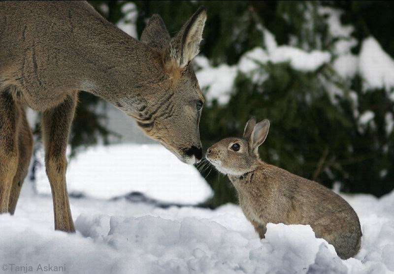 Shangrala's Bambi with Thumper