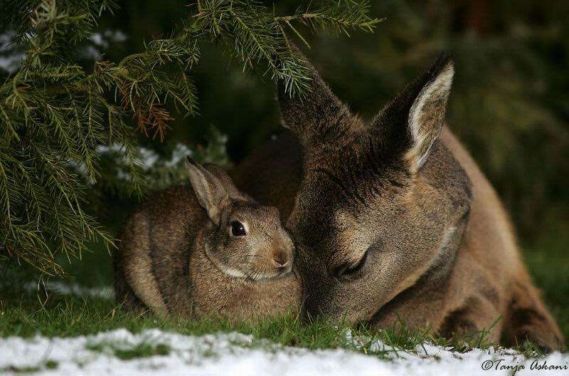 Shangrala's Bambi with Thumper