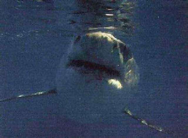 Shangrala's Great White Shark