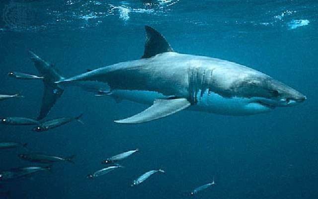 Shangrala's Great White Shark