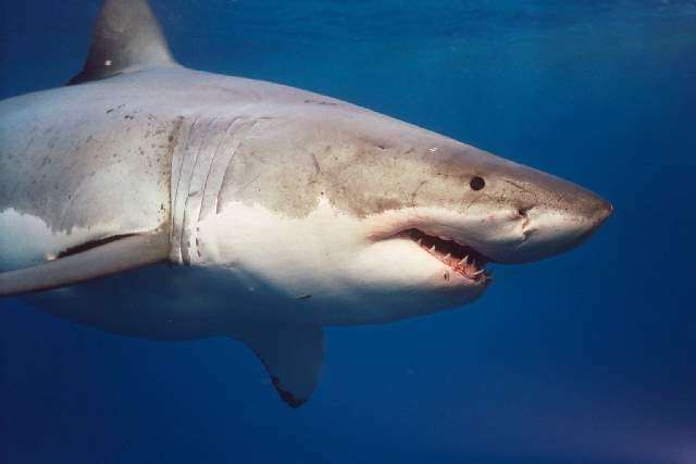 Shangrala's Great White Shark