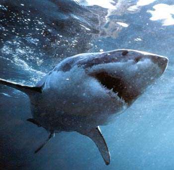 Shangrala's Great White Shark