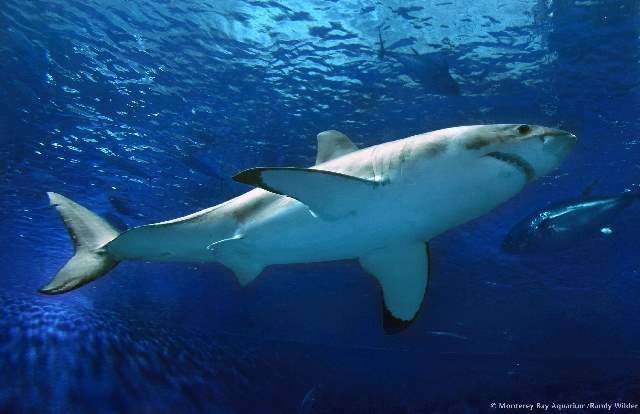 Shangrala's Great White Shark