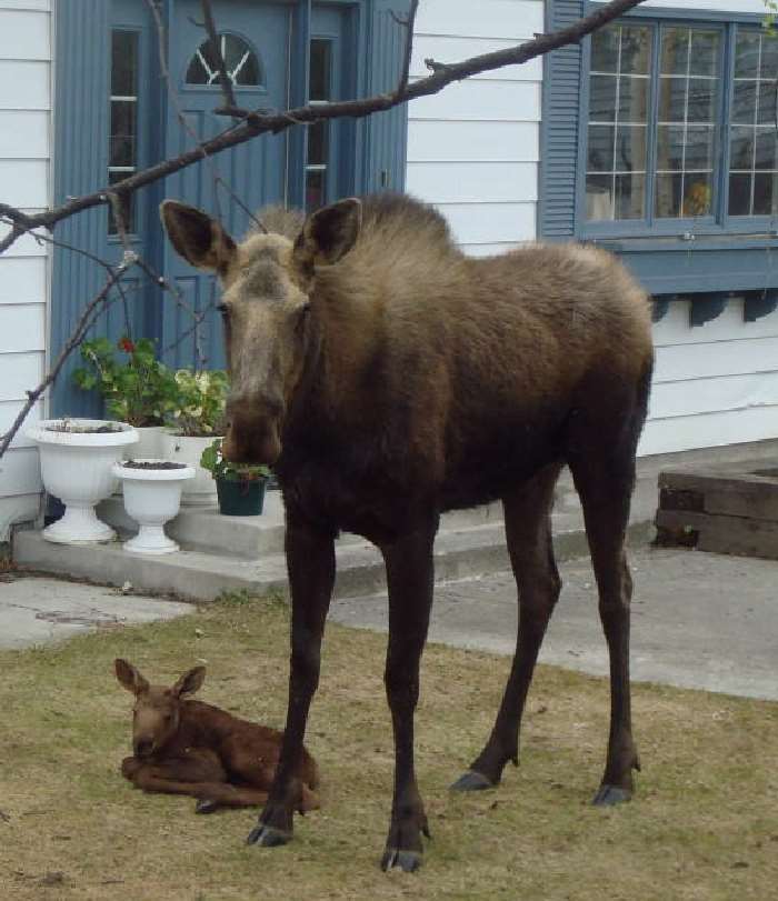 Shangrala's Newborn Moose