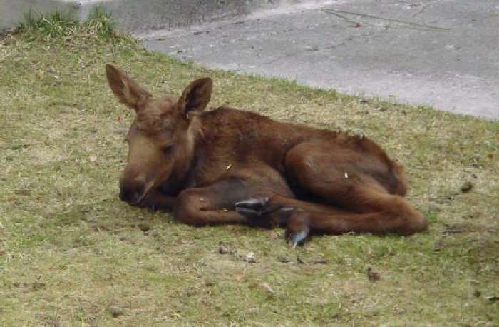 Shangrala's Newborn Moose