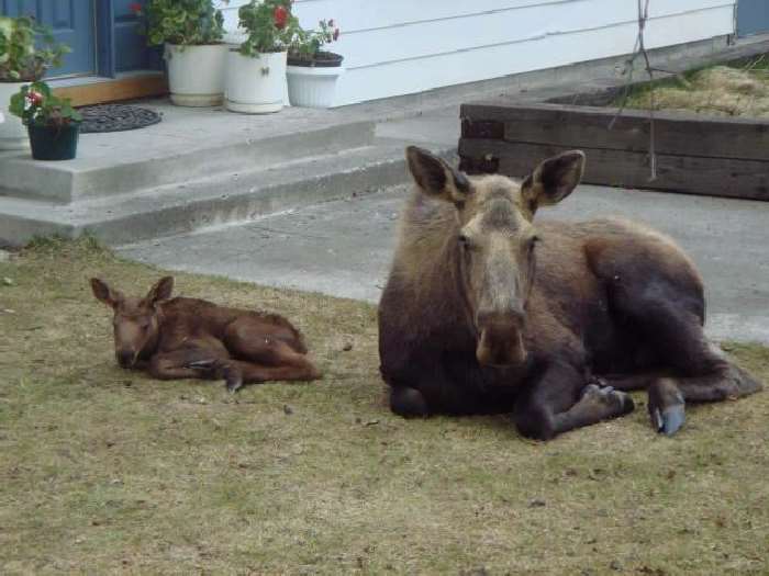 Shangrala's Newborn Moose