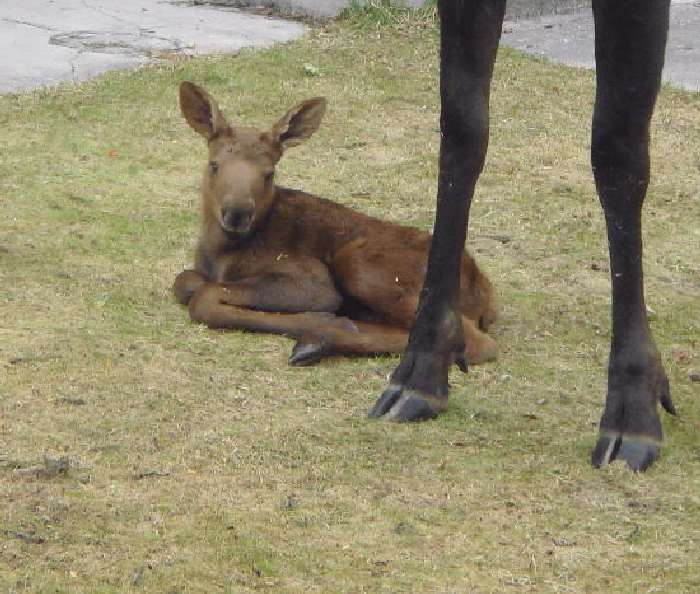 Shangrala's Newborn Moose