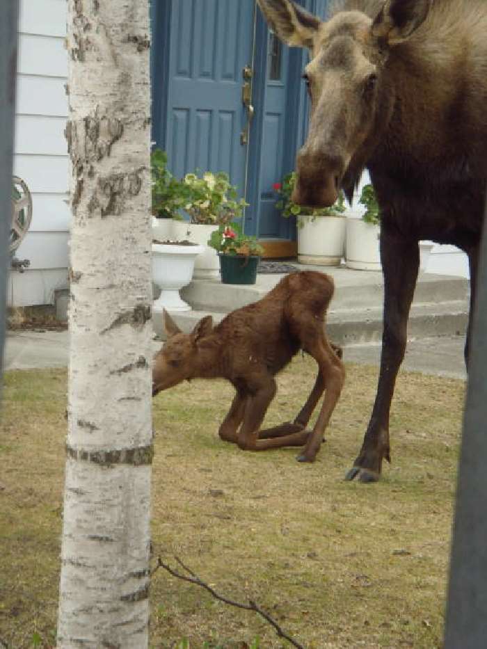 Shangrala's Newborn Moose