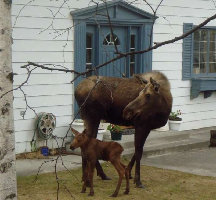 Shangrala's Newborn Moose