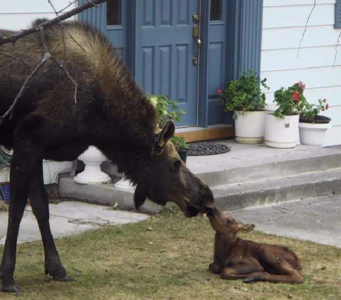 Shangrala's Newborn Moose