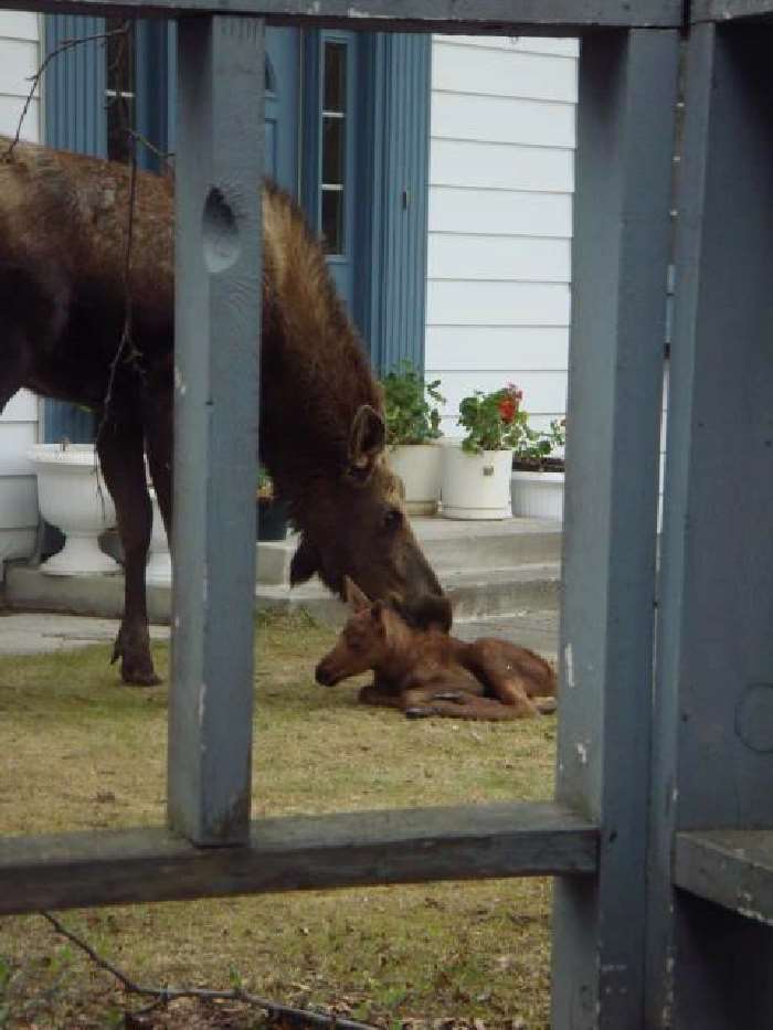 Shangrala's Newborn Moose