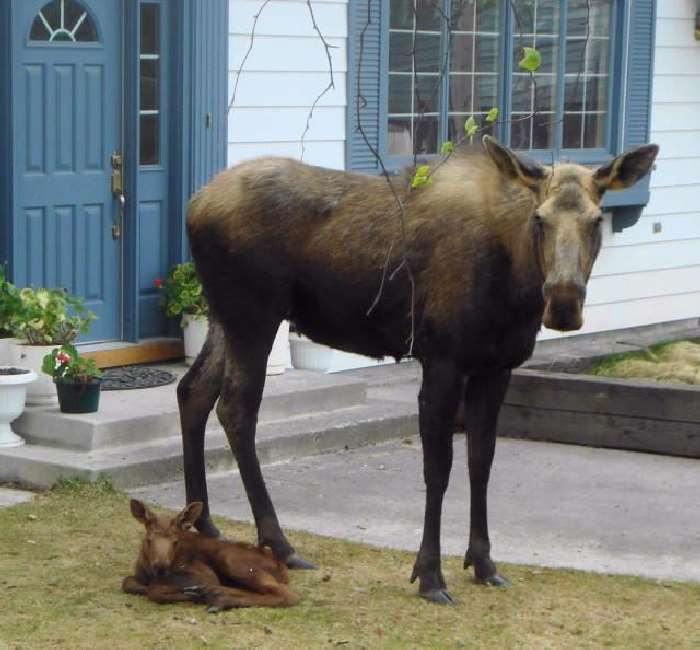 Shangrala's Newborn Moose