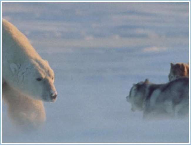 Shangrala's Polar Bear