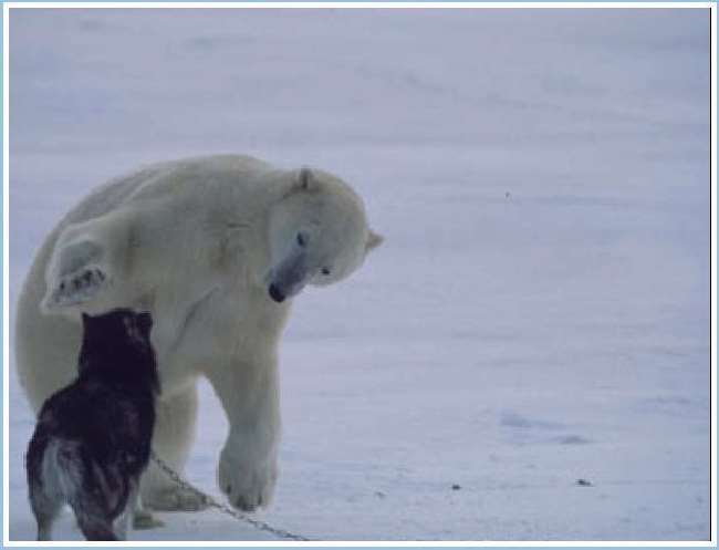 Shangrala's Polar Bear