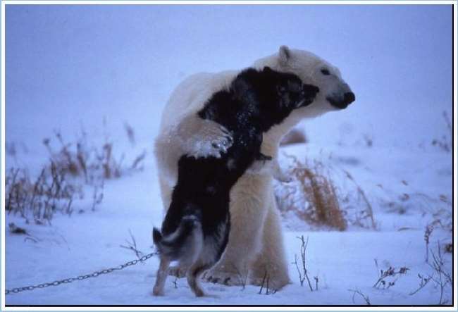 Shangrala's Polar Bear