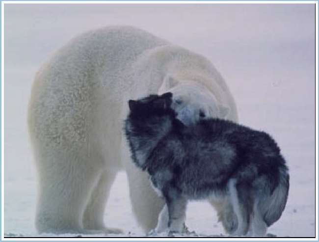 Shangrala's Polar Bear