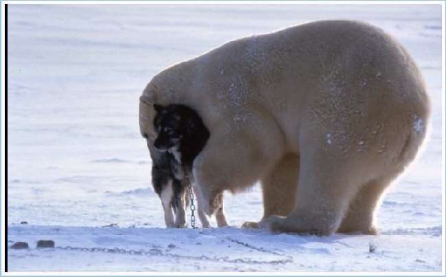 Shangrala's Polar Bear