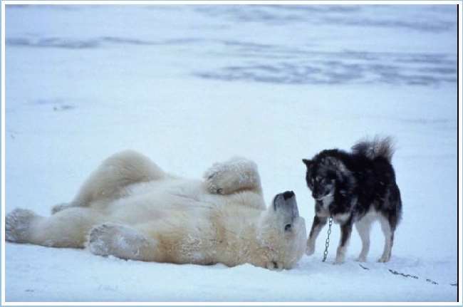 Shangrala's Polar Bear