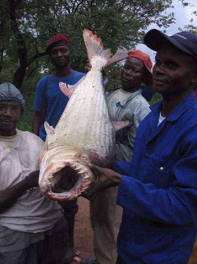 Shangrala's Tigerfish