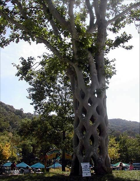 Shangrala's Fantasy Trees