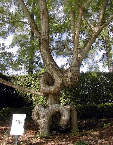 Shangrala's Fantasy Trees