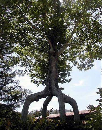 Shangrala's Fantasy Trees