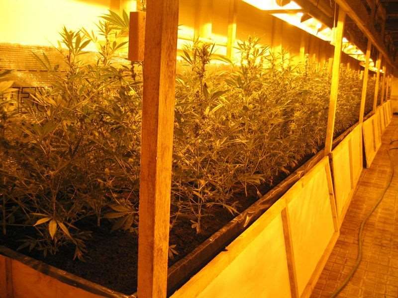 Shangrala's Weed Bust