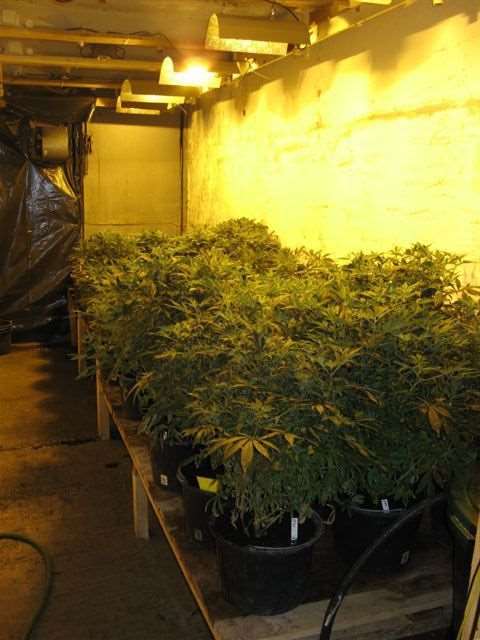 Shangrala's Weed Bust